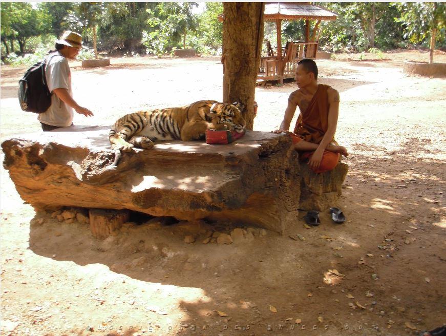 THAILANDE LE TEMPLE DES TIGRES (16).JPG